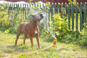 A dog enjoying bath from garden water sprinklers in a sunny day