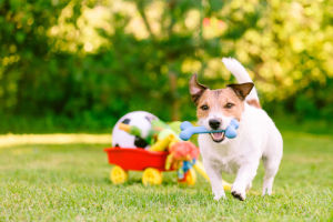 A happy dog playing with his plastic bone in his mouth and a toy cart behind in a garden