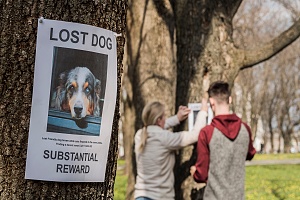 two dog owners stapling lost dog signs