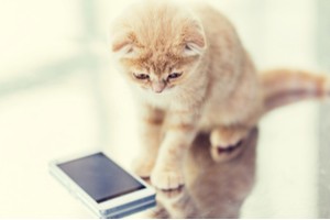 A cat looking at a mobile phone that displays an app