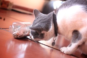 A cat playing with a plastic bottle containing food