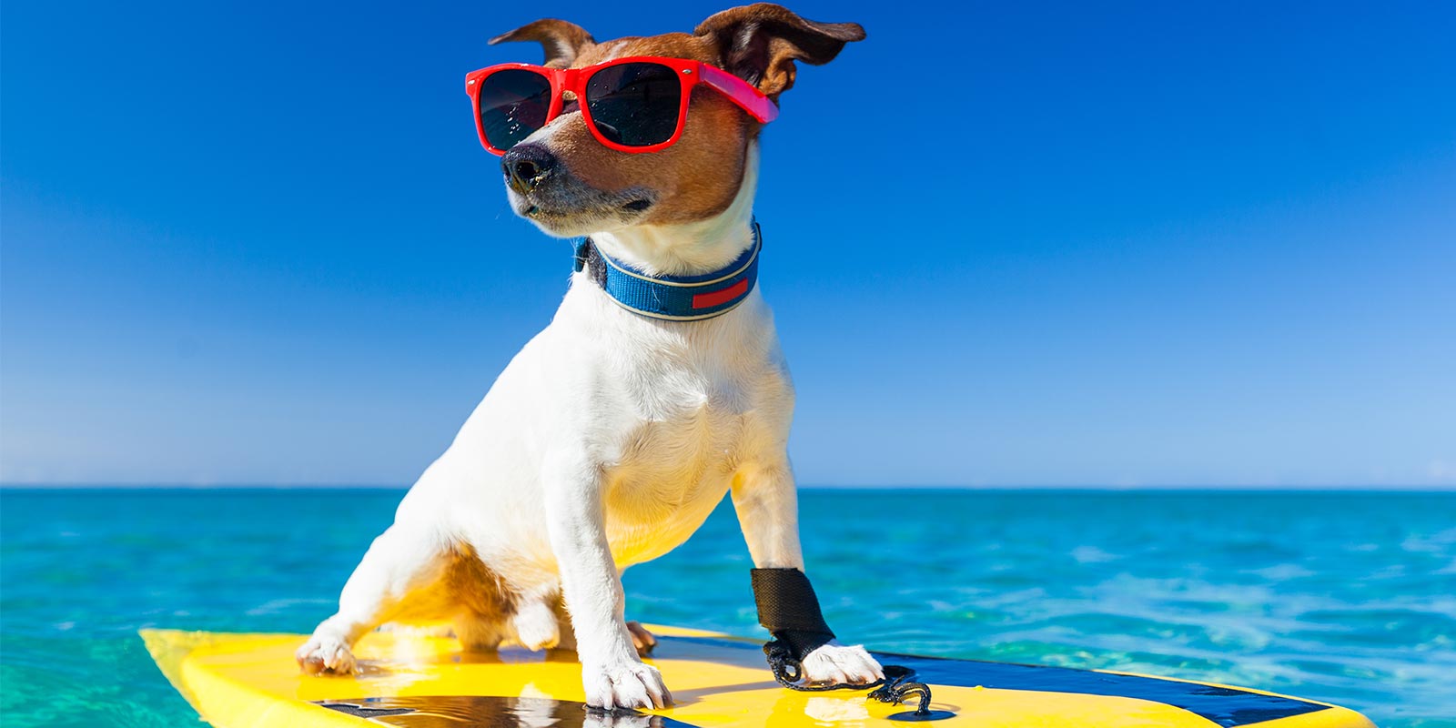 a pup on a surf board on the beach with sunglasses