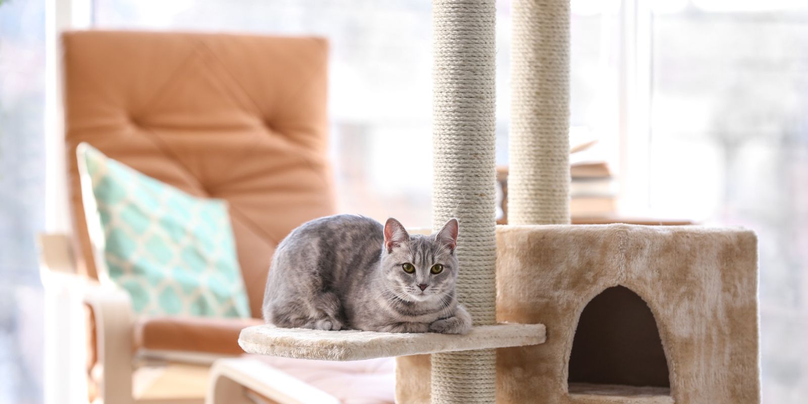 Cat sat on a pet game table