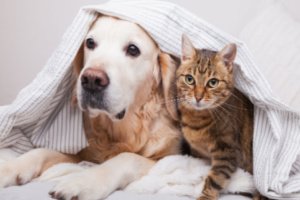 A pet dog and a pet cat on a bed wearing a blanket