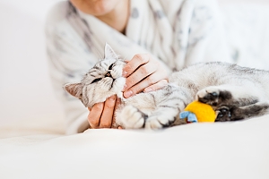 gray cat being pet