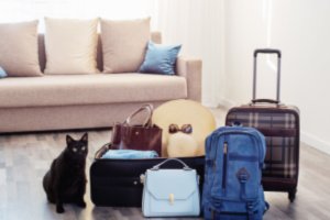 Packed travel bags and cat showing problems with traveling with pets