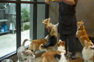 Welsh dogs eagerly waiting for food from a pet sitter