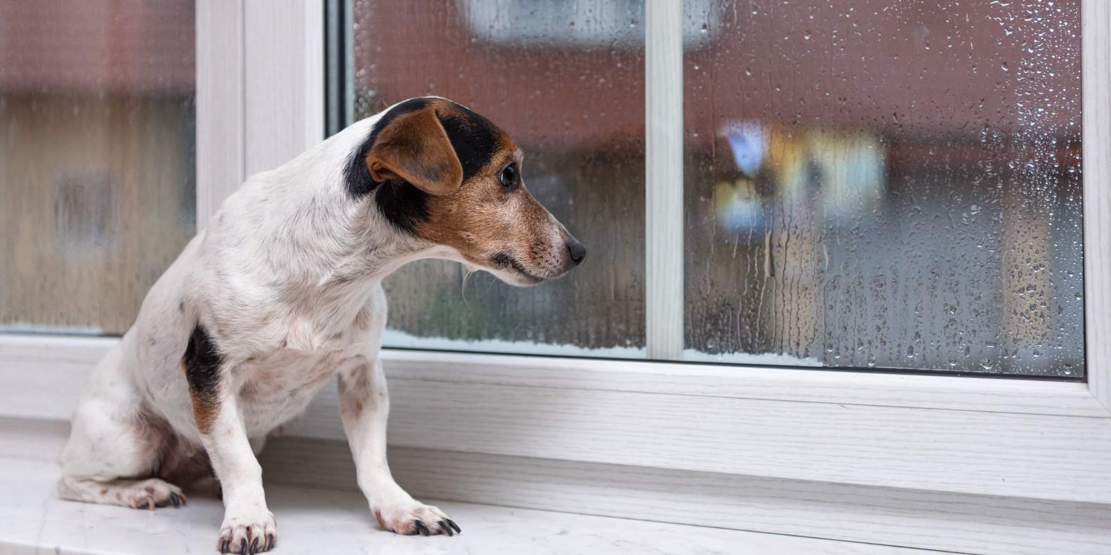 A Jack Russell Terrier dog sits alone on a windowsill