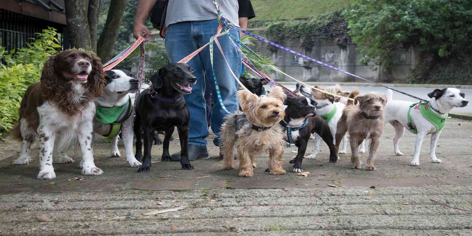 A pet sitter with a lot of pet dogs