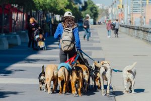 A woman doing a morning walk with pet dogs