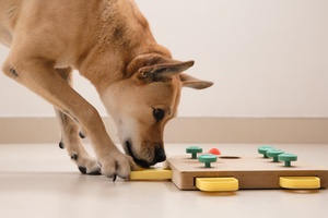 Indoor games for dog's brain exercise