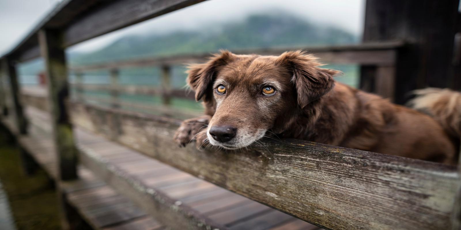 A senior dog staring from a wooden walkway bridge