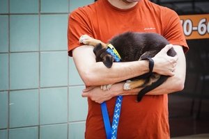 A puppy is hiding his face in the arm of his owner