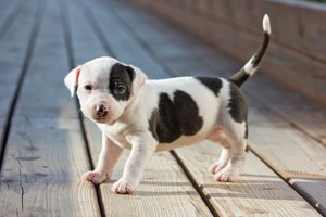 An American Staffordshire terrier puppy