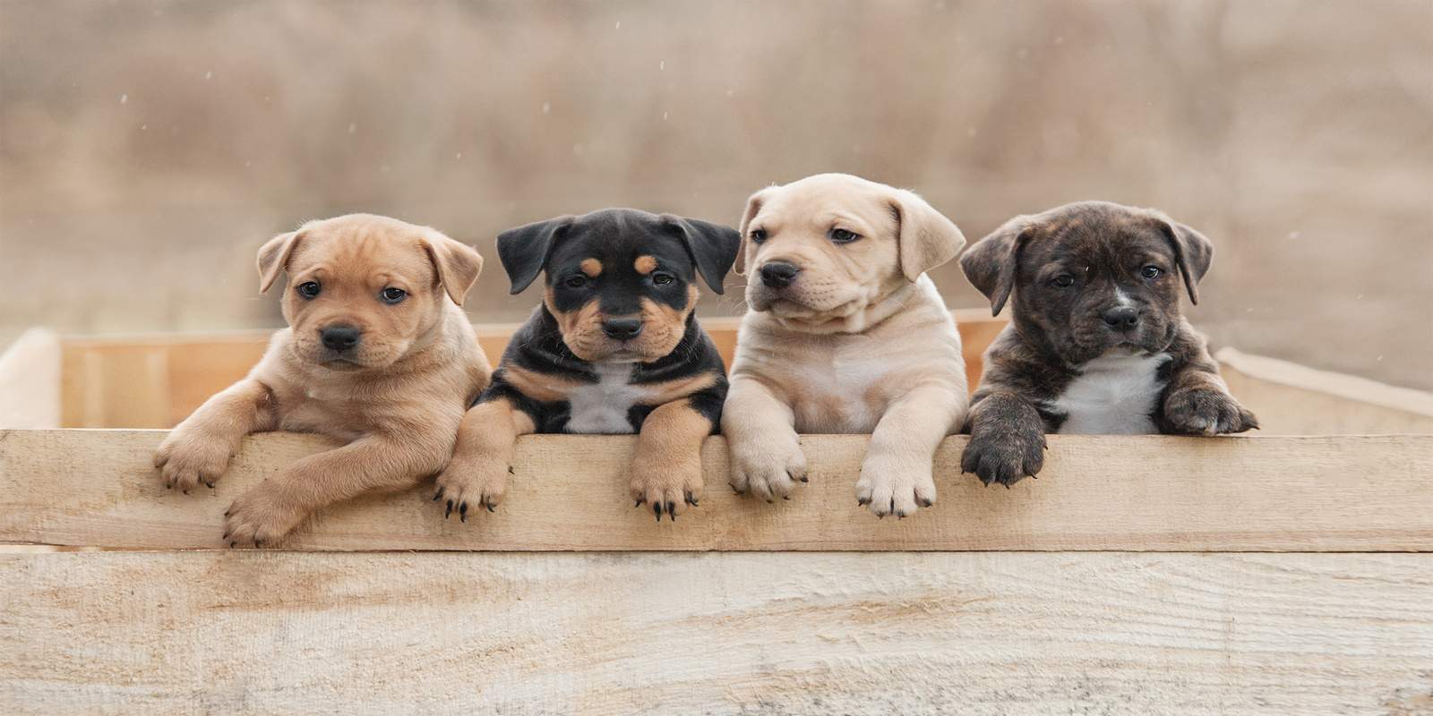 Four puppies in a wooden box