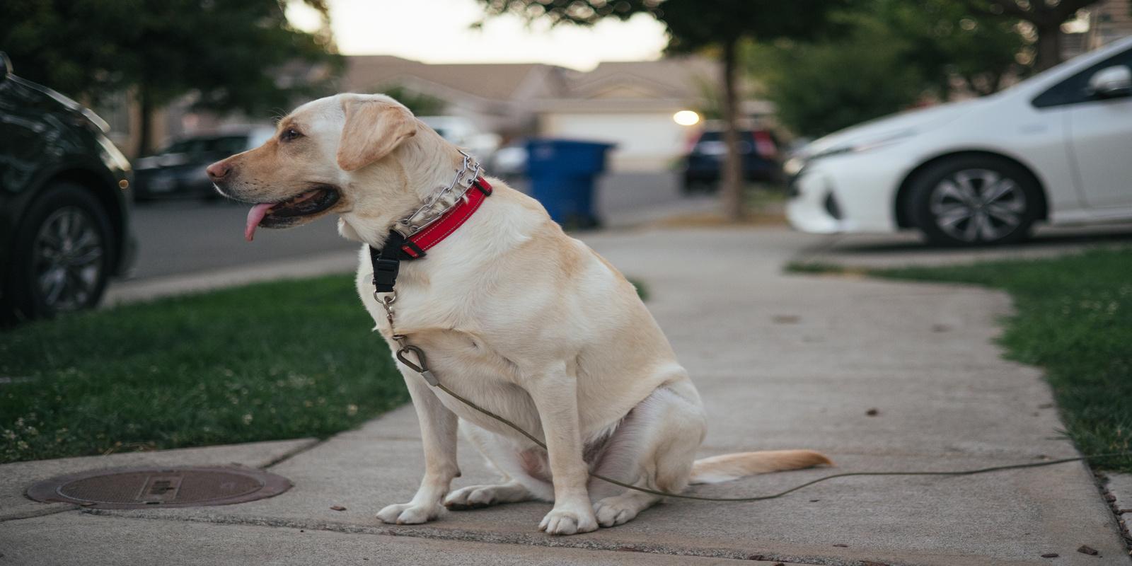 A dog off-leash