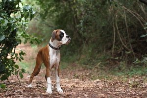 A lost dog wearing a microchip collar