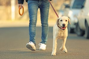 A man and his golden lab dog on the road