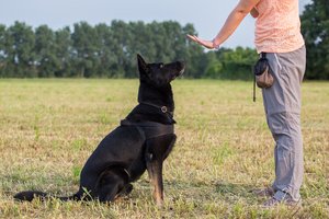 A man training his german shepherd dog in a park