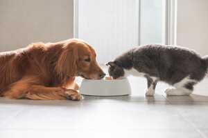 A pet cat and a dog eating from the same bowl