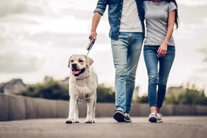 couple walking with dog