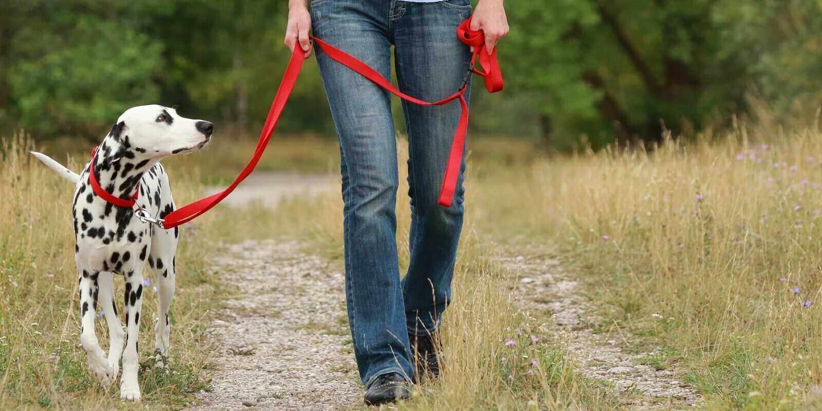 woman is walking a dalmatian dog on a leash in nature environment