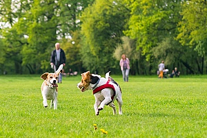 a therapy dog learning how to socialize with people and other dogs