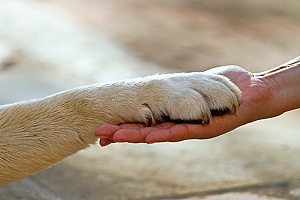 a therapy dog reaching his paw out to his owner