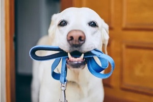  labrador dog ready for walk with belt in mouth