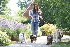 Northern Virginia female dog walker