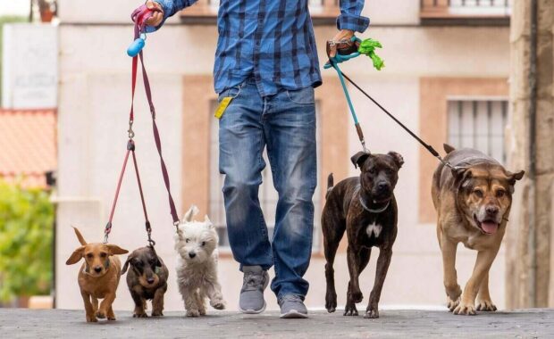 professional dog walker