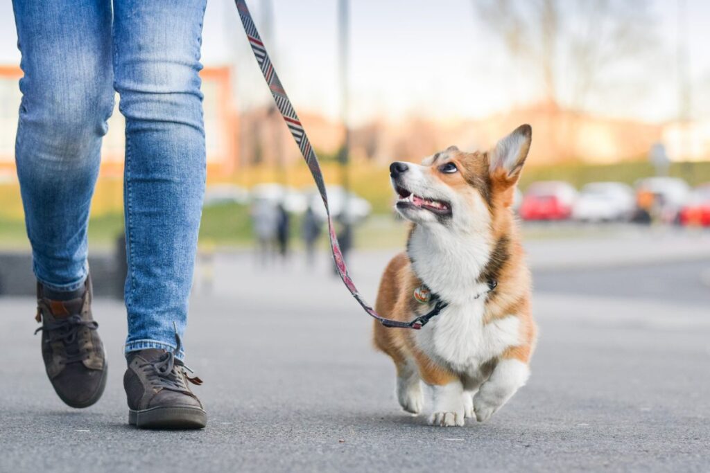 Northern Virginia corgi walkers