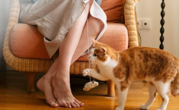 woman with in skirt and knitted sweater plays with cat with mouse on string in Northern Virginia