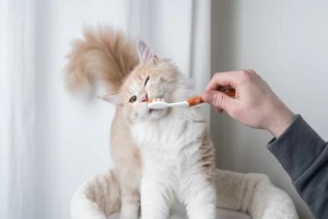 brushing cat teeth