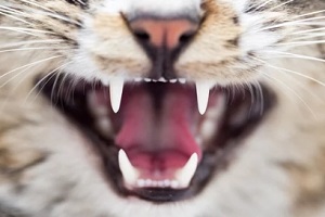 cat teeth closeup