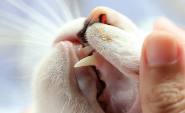 checking teeth of cat close up shot in Northern Virginia