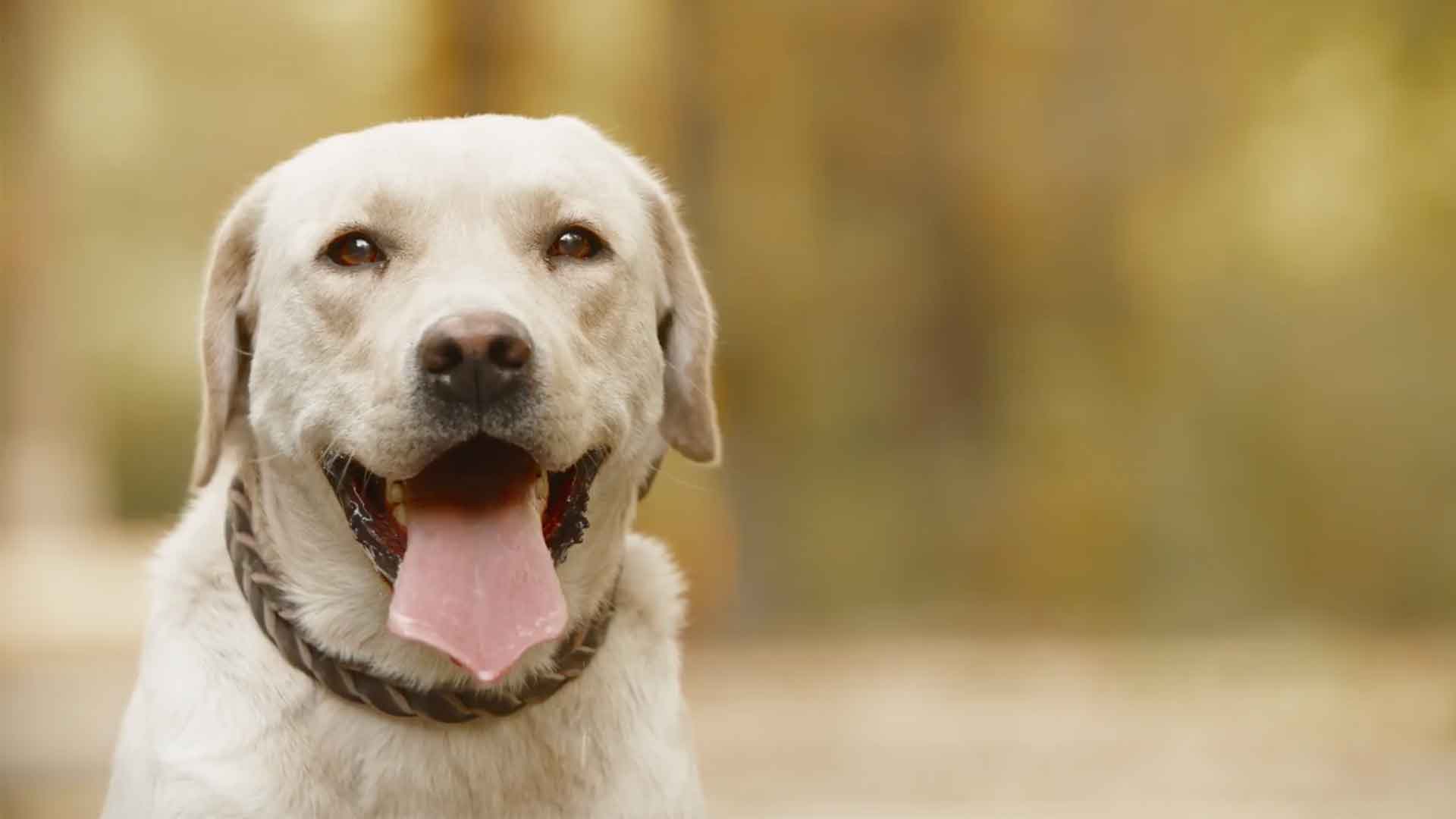 White dog