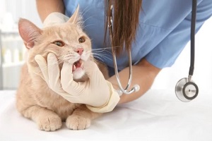 Northern Virginia vet checking cat teeth