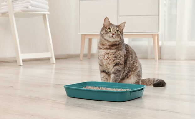 adorable grey cat near litter box indoors in Northern Virginia