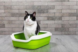cat is sitting in a litter box on the floor in a room with gray brick walls