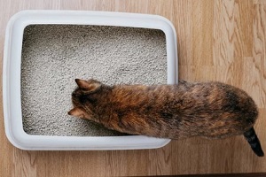 Northern VA cat with litter box