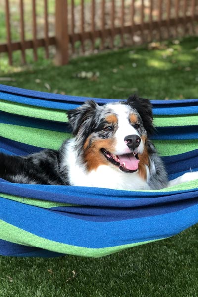 Dog on a hammock