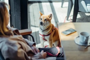 shiba dog with owner