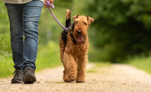 Northern Virginia dog handler is walking with his odedient dog on the road in a forest