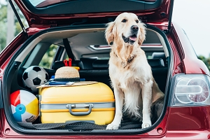 Northern VA golden retriever Dog traveling in car