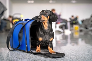 Dog traveling in carrier