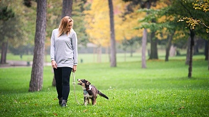 Dog walking on leash in park in Northern Virginia