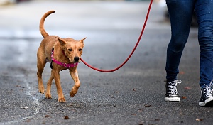 Dog walking on red leash in Northern VA