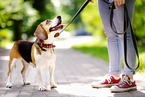  Training Dog to Walk on Leash in Northern Virginia