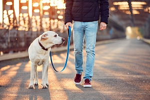 Urban dog walker